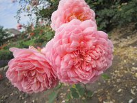 IMG_2010.JPG