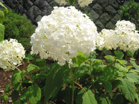 HydrangeaArborescensAnnabelle_01.jpg