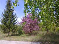 Ранетка краснолистная
