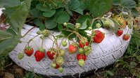 WP_20150910_13_16_14_Pro.jpg