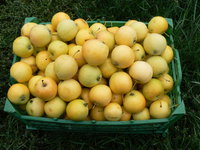Уральское наливное 2011 г.