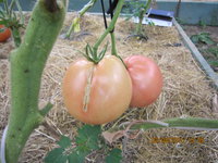IMG_крымское яблоко.JPG