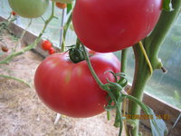 IMG_малиновка яблочная.JPG