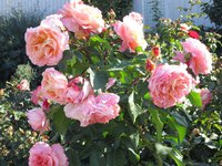 IMG_2075.JPG