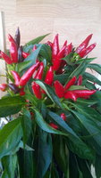 IMG_20150927_091508.jpg