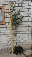 Кронированная однолетка.