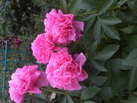 IMG_0727.JPG