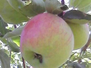 IMG0118A.jpg