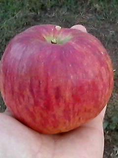 IMG0406A.jpg