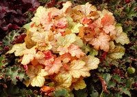 Heuchera_Midas_Touch_1.jpg