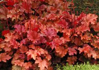 Heuchera_Peach_Flambe_1.jpg