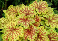 Heuchera_Red_Lightning_1.jpg