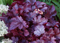 Heuchera_Shanghai_2.jpg