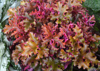 Heuchera_Zipper_1.jpg