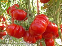 costoluto fiorentino .jpg