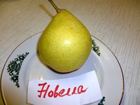 Новелла Браткин.jpg