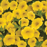 Sweet-Bells-yellow-star-_enl.jpg