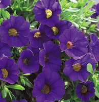 trailing_blue_calibrachoa_M.jpg