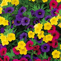 87828-pk-6.jpg
