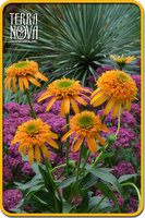Echinacea_Secret_Glow_1b.jpg