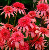 Echinacea_Secret_Passion_x.jpg