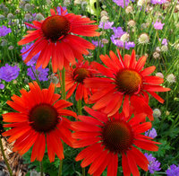 Echinacea-Hot-Lava.jpg
