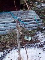 ГРУША САМАРСКАЯ КРАСАВИЦА 02.jpg