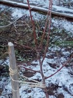 ГРУША САМАРСКАЯ КРАСАВИЦА 03.jpg
