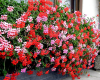 Pelargonium mix.png