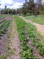 07062009623.jpg