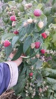 IMG_20151205_094814.jpg