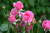 image (10).jpg