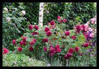 Munstead-Wood...............jpg