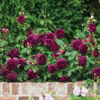 Munstead-Wood...........jpg