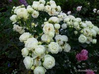 Artemis (Sweet child of mine )6.jpg
