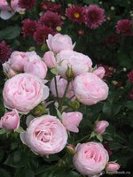 Hans Gonewein Rose (RT99102)4.jpg