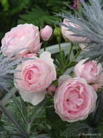 Hans Gonewein Rose (RT99102)1.jpg