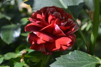 DSC_0103.JPG