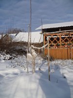 груша память жегалова зимой.jpg