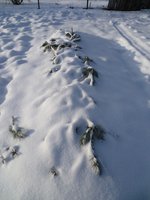 прикоп подвоев 62-396.jpg