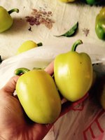 Ласточка