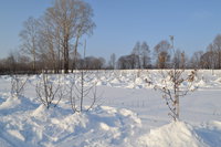 снег.jpg