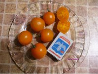 Sun Sugar, 4.09.15г..JPG