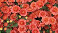 6436 - Branglory Red    (2).JPG