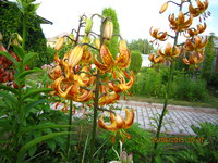 IMG_8461.JPG