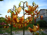 IMG_8464.JPG