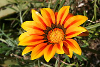 IMG_8975.JPG