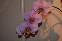 DSC_0017.JPG