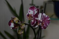 DSC_0041.JPG