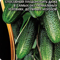 огурец Сибирская гирлянда.jpg